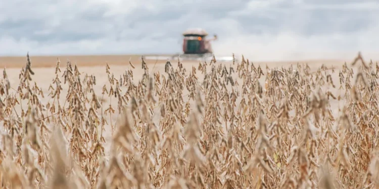 Vazio sanitário da soja no Tocantins começa a partir do dia 1º de julho