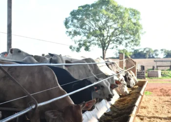 A cama de aviário não é permitida para utilização na alimentação de ruminantes