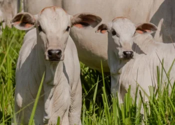 A vacinação contra brucelose é obrigatória. Procure a Adapec até de julho e faça a declaração.