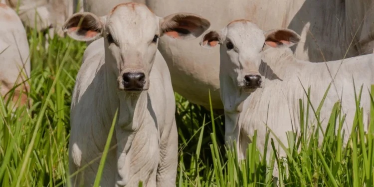 Produtores rurais devem vacinar bezerras entre 3 e 8 meses de idade contra a brucelose até 30 de junho