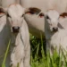Produtores rurais devem vacinar bezerras entre 3 e 8 meses de idade contra a brucelose até 30 de junho