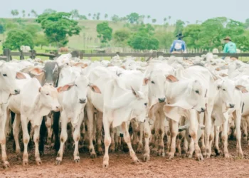 Adapec realiza curso sobre vigilância em Febre Aftosa