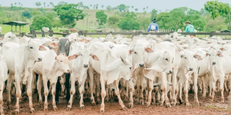 Adapec realiza curso sobre vigilância em Febre Aftosa