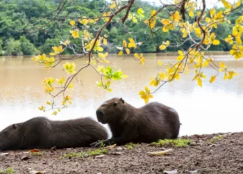 Semana do Meio Ambiente começa nesta segunda-feira, 2, com roda de conversa sobre arborização e ação com animais