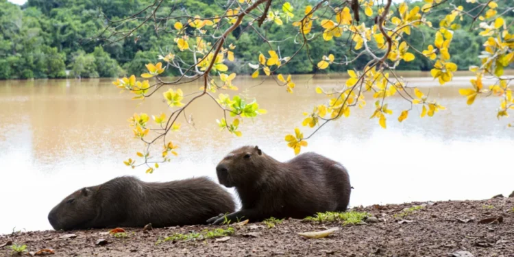 Semana do Meio Ambiente começa nesta segunda-feira, 2, com roda de conversa sobre arborização e ação com animais