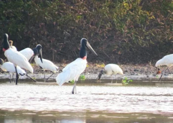 Governo do Tocantins realiza ação de vigilância e prevenção da Influenza Aviária no Parque Estadual do Cantão