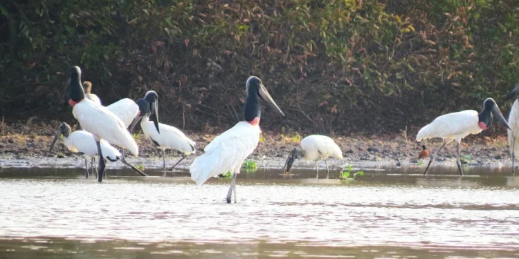 Governo do Tocantins realiza ação de vigilância e prevenção da Influenza Aviária no Parque Estadual do Cantão