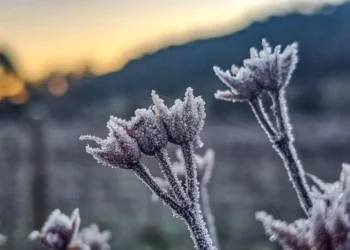 Sobradinho (RS) amanhece com plantas congeladas • Reprodução/Iara Krisna Puntel
