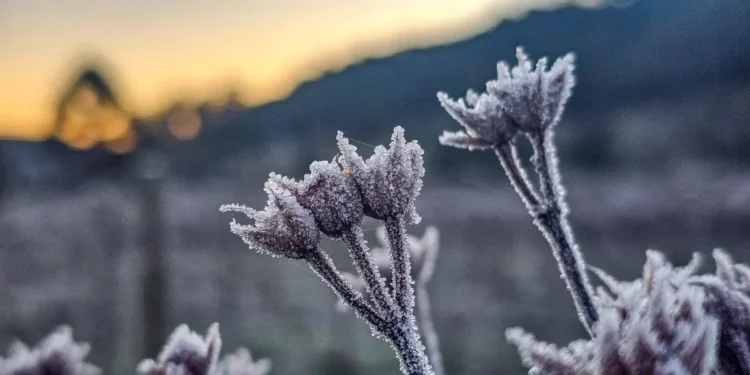 Em pico da onda de frio, geadas atingem Sul e Sudeste do país