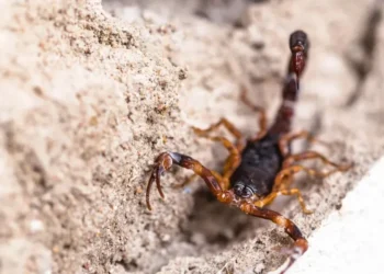 Ferramenta permite que a população acompanhe, mensalmente, o número destas ocorrências por tipo de acidente, como serpentes, abelhas, escorpiões, entre outras  • RHJ/Getty Images