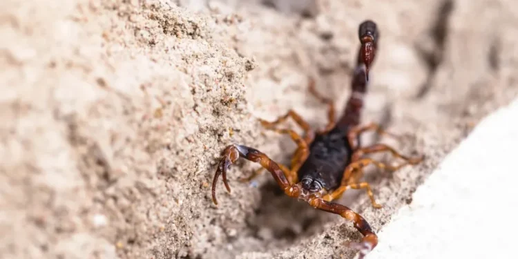 Casos crescentes de picada de escorpião acendem alerta; saiba como agir