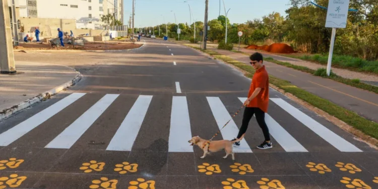 Prefeitura de Palmas lança projeto PataDestre com faixa exclusiva para travessia de animais de estimação