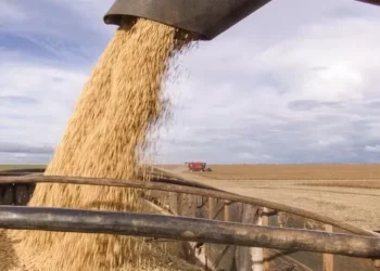 Cesb anunciou os vencedores do Desafio Nacional de Máxima Produtividade da Soja safra 2024/25. Campeão brasileiro é de Santa Catarina — Foto: Getty Images