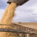 Fazenda de soja mais produtiva do Brasil na safra 2024/25 é de Santa Catarina