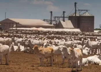 A procura de frigoríficos supera a oferta de animais para abate, que tem passado a contar com lotes de confinamento — Foto: Wenderson Araujo/CNA