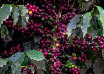 Preços do café devem se manter em queda com o andamento da colheita brasileira — Foto: Wenderson Araújo / CNA