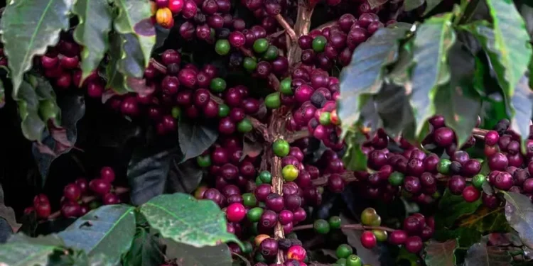 Colheita no Brasil continua a pressionar os preços do café arábica em Nova York