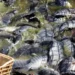 Brasil bate recorde trimestral nas exportações da piscicultura