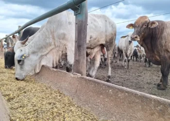 Estabilidade é percebida depois de um período de quedas — Foto: José Florentino/Globo Rural