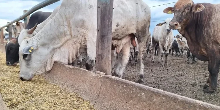 Preço do boi gordo inicia junho estável