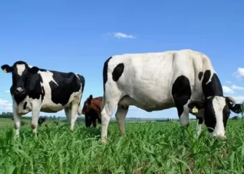 Doença é causada pela bactéria Brucella abortus e provoca aborto, retenção de placenta e nascimento de bezerros fracos ou natimortos — Foto: Globo Rural