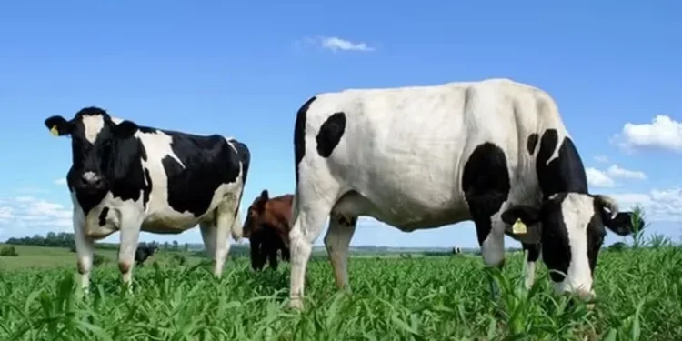 Especialistas alertam para importância da vacina contra brucelose em bovinos