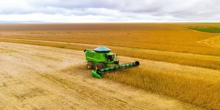 Preço da soja cai no Brasil refletindo baixa no mercado externo