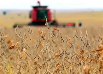 Produtor ganha acesso a novos mercados e ainda pode receber um prêmio de sustentabilidade com a venda dos créditos de soja e milho — Foto: Luiz Chaves/Arquivo/Secom-RS