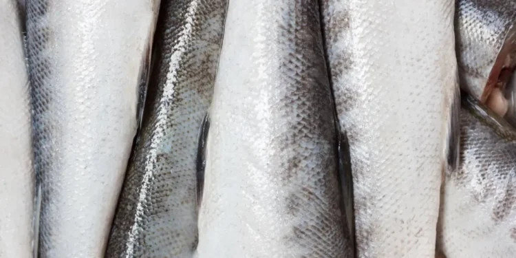 Pele de peixe salva vida de bebê prematura; entenda tratamento