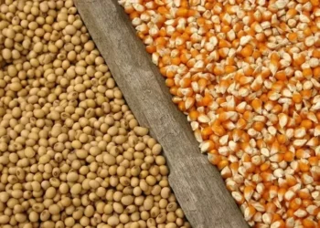 Preços de milho e trigo valorizam na bolsa de Chicago — Foto: iStock/Mapa