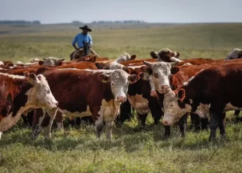 Desde 2021, a apólice tem segurado o rebanho gaúcho de quase 12 milhões de cabeças de bovídeos — Foto: Wenderson Araujo/CNA