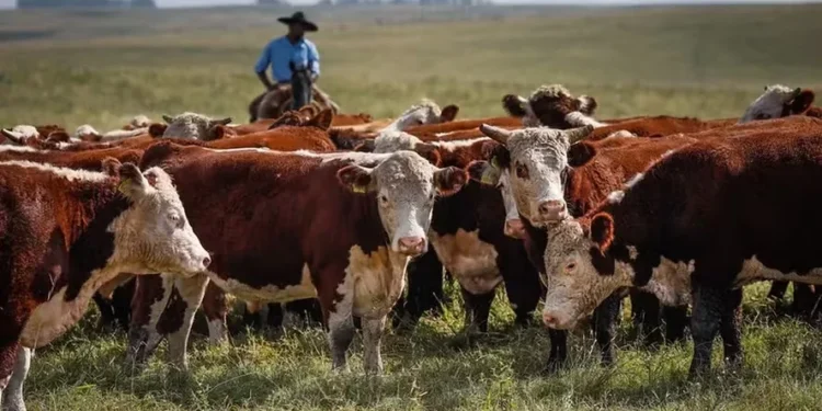 Seguro contra a febre aftosa para o Rio Grande do Sul é renovado