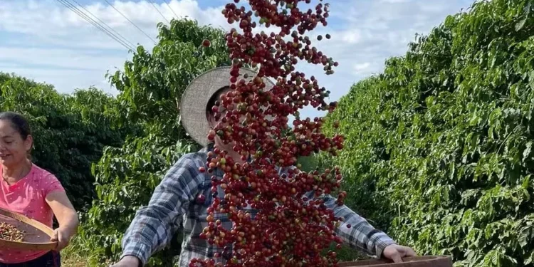 Ranking mostra os maiores produtores de café do mundo: Brasil está no topo da lista
