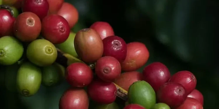Preços do café caíram em maio no mercado doméstico