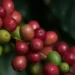 Preços do café caíram em maio no mercado doméstico