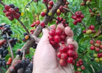 Produtores aceleram colheita de café no Espírito Santo e em Rondônia para não perder preço