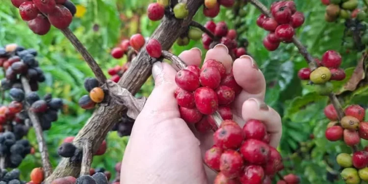 Produtores aceleram colheita de café no Espírito Santo e em Rondônia para não perder preço