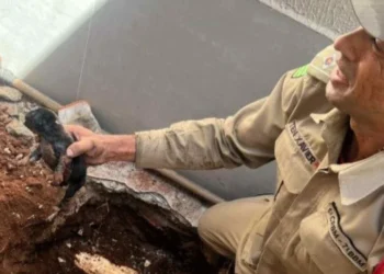 Filhote é resgatado em tubulação de esgoto - crédito: Corpo de Bombeiros de Aparecida de Goiânia