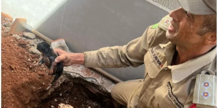 Cãozinho fica preso em cano ao percorrer 10 mts em tubo de 100 milímetros
