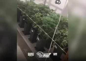 Policiais sentiram odor semelhante à maconha e foram averiguar • Crédito: Polícia Militar de São Paulo