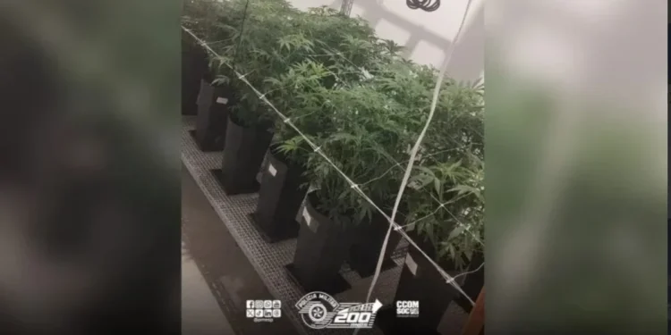 SP: Princípio de incêndio atinge casa e PM descobre plantação de maconha