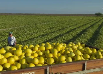 Aumento da área plantada e da produtividade aumentaram a oferta de melão, o que baixou os preços — Foto: Wenderson Araujo/CNA