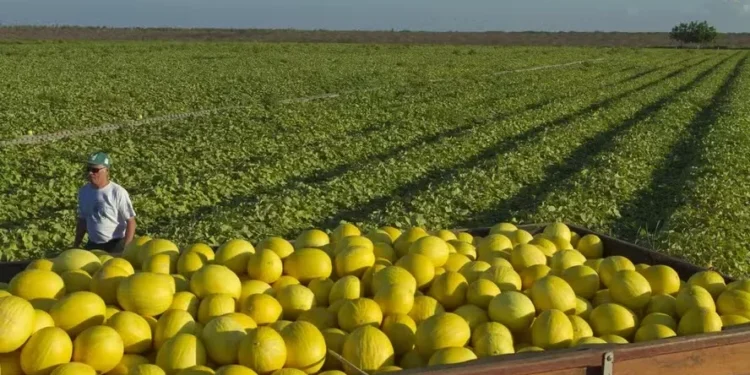Preço médio do melão no Vale do São Francisco atinge segundo menor valor da série histórica