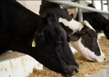 Vacas holandesas ganham espaço no Nordeste — Foto: Divulgação/Alvoar