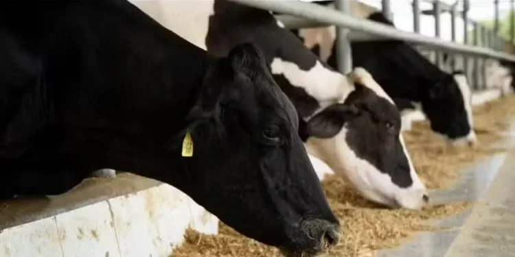 Vacas holandesas ganham espaço no calor do Nordeste
