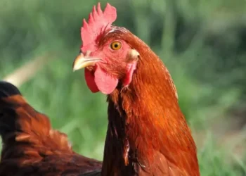 Em Mato Grosso, foi confirmado caso da doença em uma criação de galinhas domésticas — Foto: Embrapa