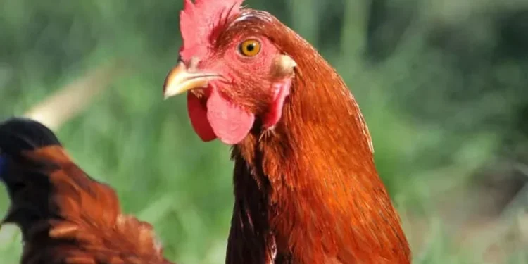 Nova suspeita de gripe aviária reforça o monitoramento da doença; ouça o comentário