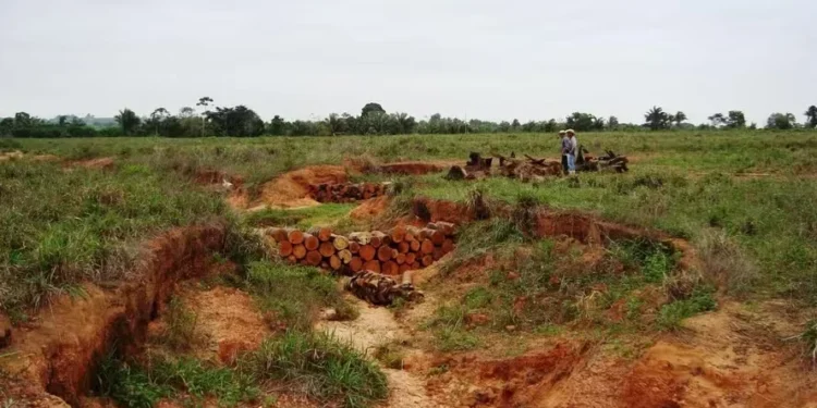 Entenda o custo de reverter um pasto degradado em lavoura de soja