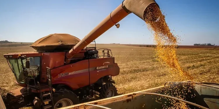 Colheita de grãos em 2025 deve ser recorde e atingir 332,6 milhões de toneladas, diz IBGE
