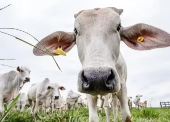 Bois — Foto: Marcus Mesquita/Divulgação